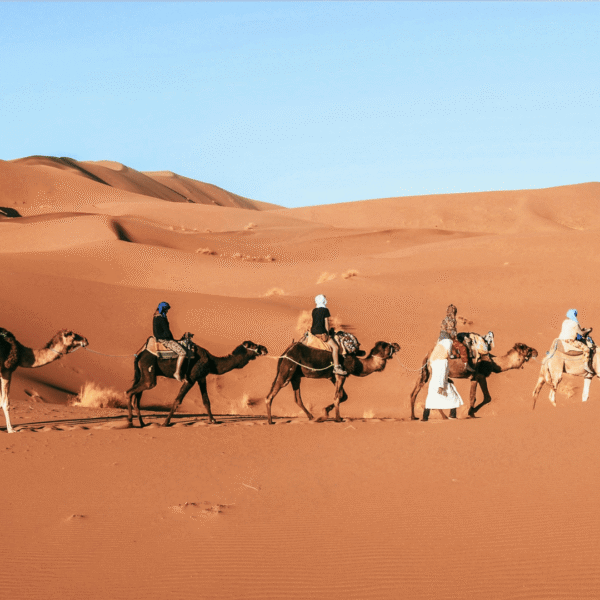 Full Day Camel Trekking Excursion in Zagora Desert
