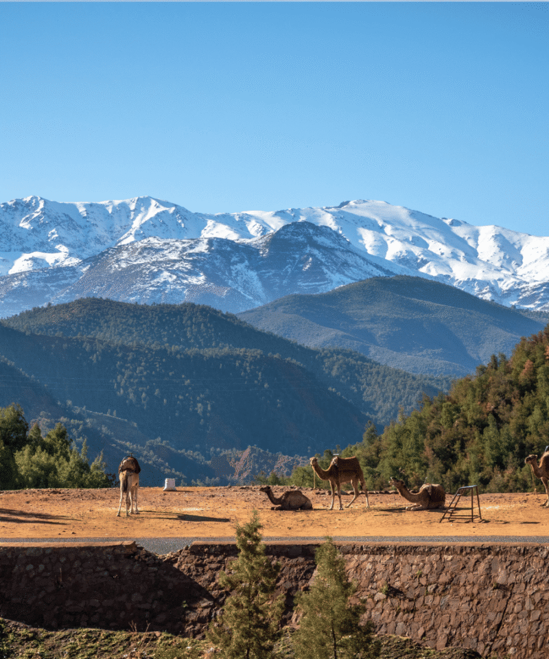 Day Trip to Ourika Valley via Agafay Desert Full Day