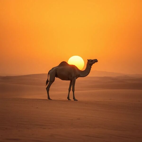 zagora activities