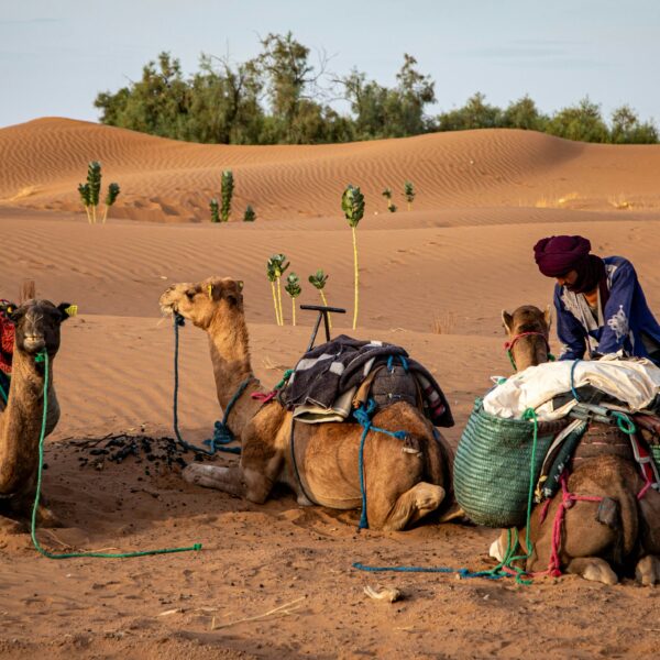 Full Day Zagora Desert Nomad Experience