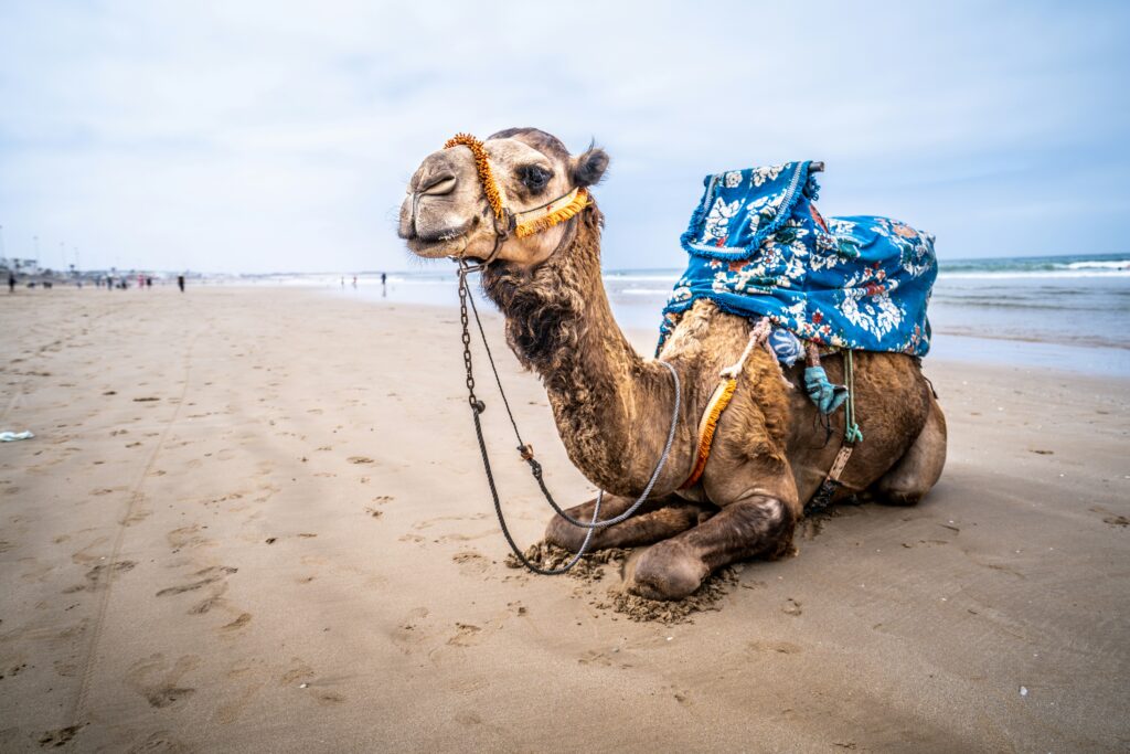 agadir activities