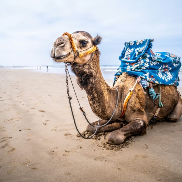 agadir activities