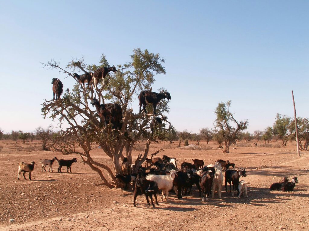 Visit Argan Oil Berber Cooperative in Ouarzazate