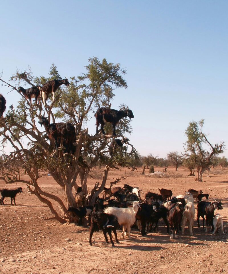 Visit Argan Oil Berber Cooperative in Ouarzazate