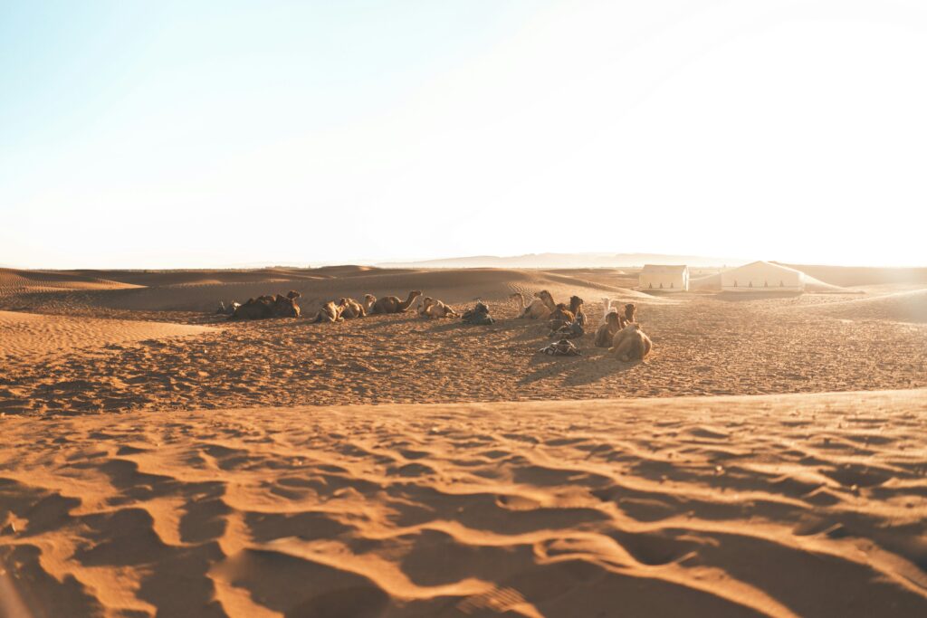 zagora desert tours