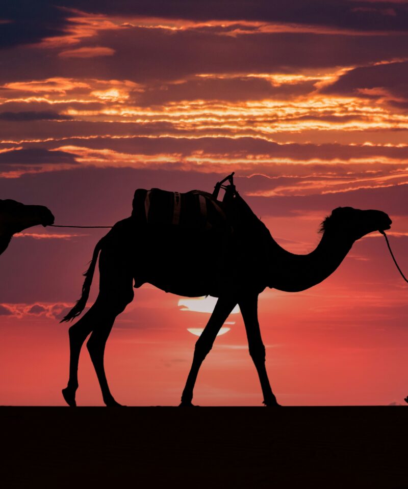 Sunset Camel Ride in Zagora Desert
