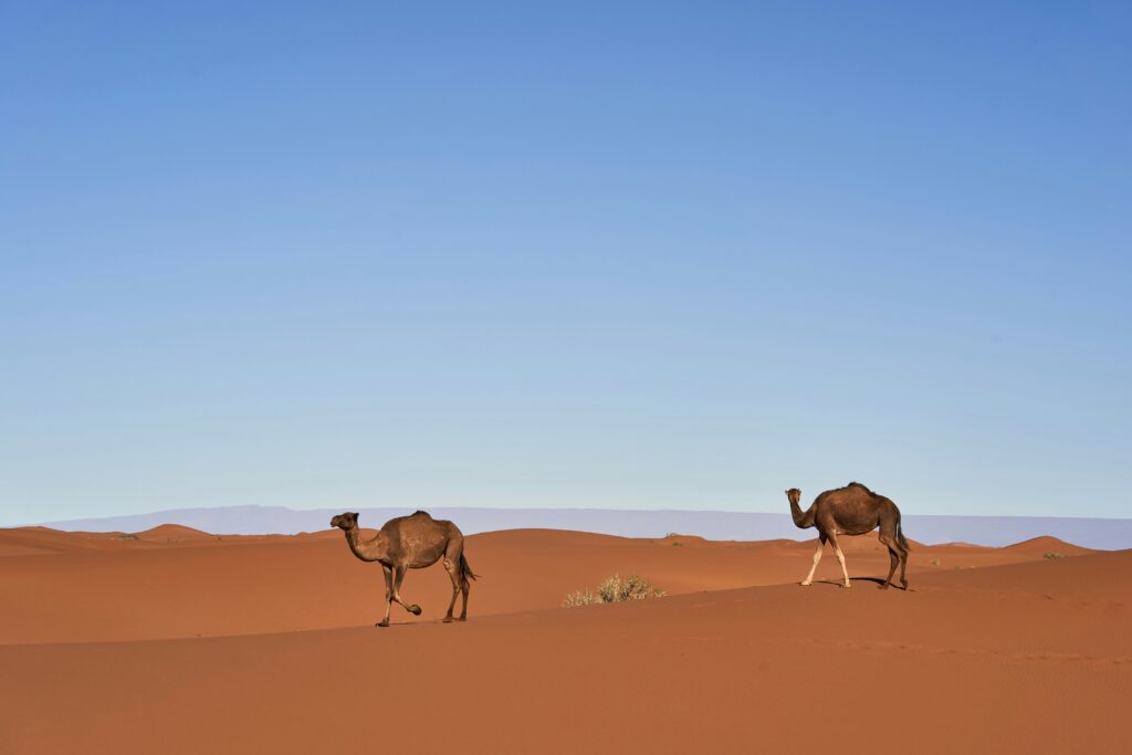 Tour de 2 Días al Desierto de Zagora desde Marrakech – Guía Completa