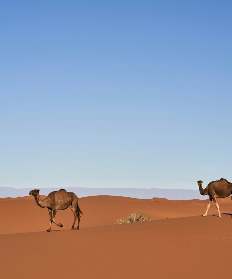 Tour de 2 Días al Desierto de Zagora desde Marrakech – Guía Completa