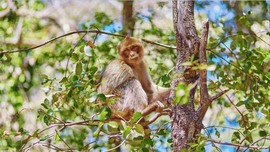 Azrou Forest Day Trip from Fes via Ifrane