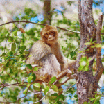 Azrou Forest Day Trip from Fes via Ifrane