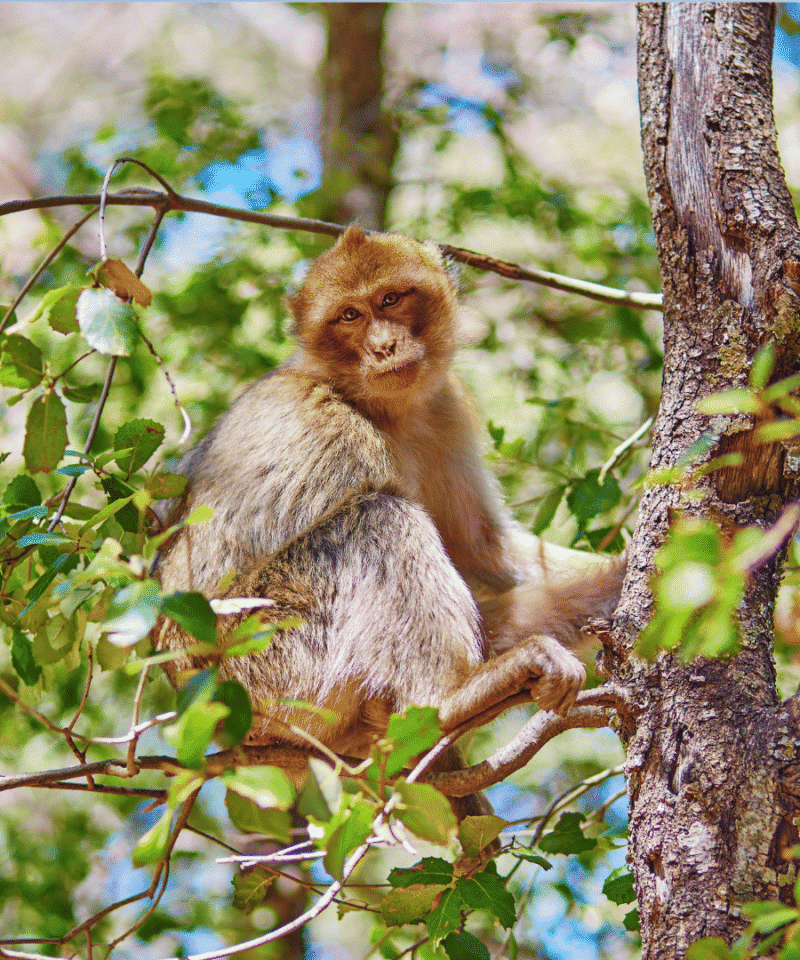 Azrou Forest Day Trip from Fes via Ifrane