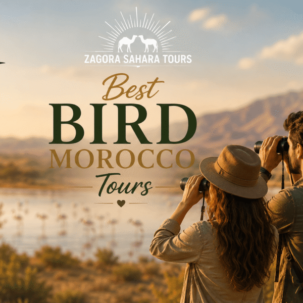 Best Bird Morocco Tours