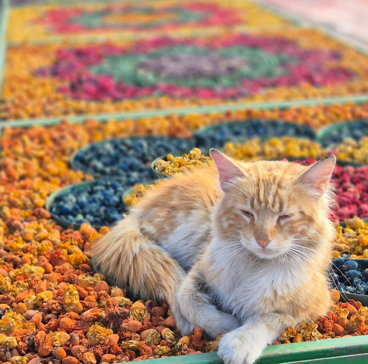 Best 15 Things to Do in Agadir City, Morocco (Complete Guide)