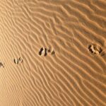Merzouga Desert Walking Guide Tour