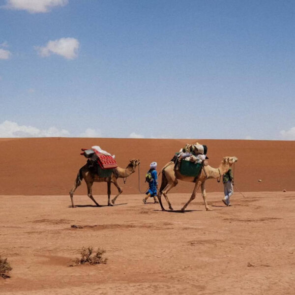 Camel Trekking Day Trip from Merzouga