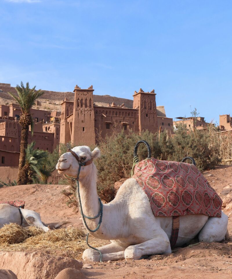 Oasis Fint Day Trip from Ouarzazate via Kasbah Ait Ben Haddou