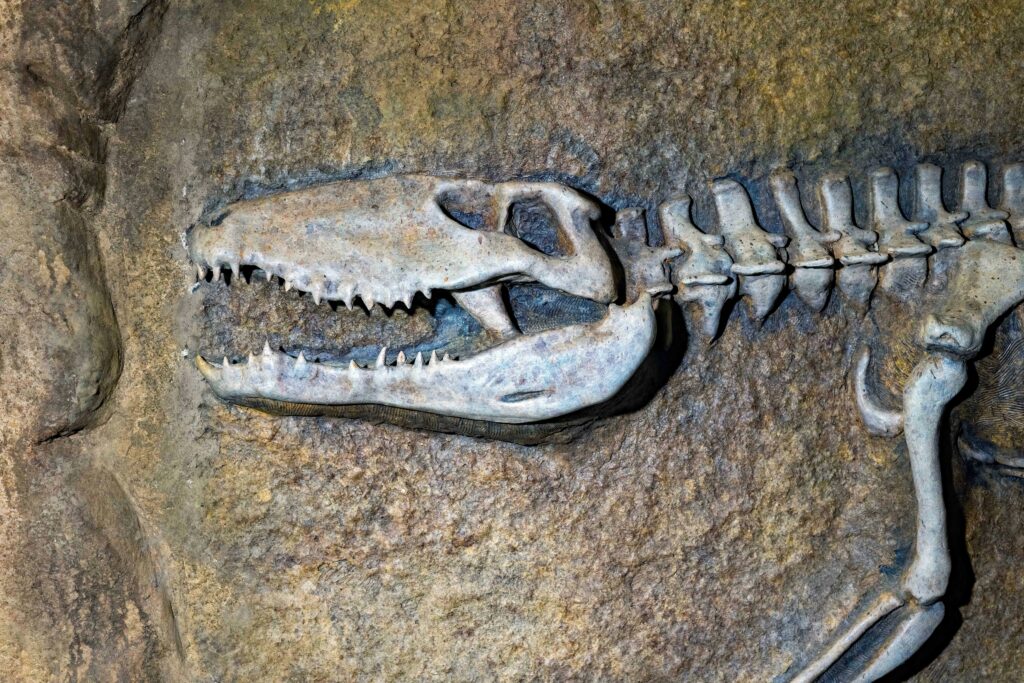 Fossils and Anti-Atlas Day Trip from Merzouga