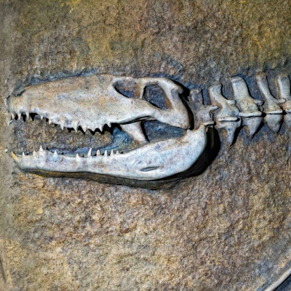 Fossils and Anti-Atlas Day Trip from Merzouga