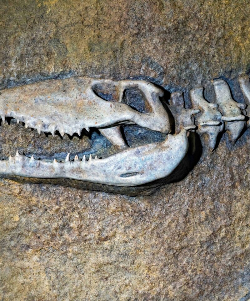 Fossils and Anti-Atlas Day Trip from Merzouga
